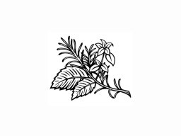 rosemary oregano basil